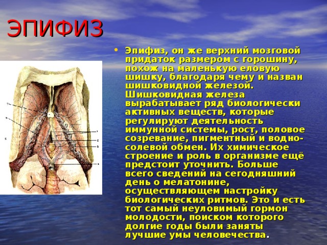  ЭПИФИЗ   Эпифиз, он же верхний мозговой придаток размером с горошину, похож на маленькую еловую шишку, благодаря чему и назван шишковидной железой. Шишковидная железа вырабатывает ряд биологически активных веществ, которые регулируют деятельность иммунной системы, рост, половое созревание, пигментный и водно-солевой обмен. Их химическое строение и роль в организме ещё предстоит уточнить. Больше всего сведений на сегодняшний день о мелатонине, осуществляющем настройку биологических ритмов. Это и есть тот самый неуловимый гормон молодости, поиском которого долгие годы были заняты лучшие умы человечества . 