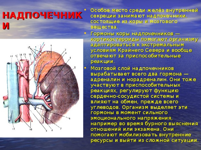 Особое место среди желёз внут­ренней секреции занимают надпочечники, состоящие из коры и мозгового вещества. Гормоны коры надпочечников — кортикостероиды помогают организму адаптироваться к экстремальным условиям Крайнего Севера и вообще отвечают за приспособительные реакции. Мозговой слой надпочечников вырабатывает всего два гормона — адреналин и норадреналин. Они тоже участвуют в приспособительных реакциях, регулируют функцию сердечно-сосудистой системы и влияют на обмен, прежде всего углеводов. Организм выделяет эти гормоны в момент сильного эмоционального напряжения, например во время бурного выяснения отношений или экзамена. Они помогают мобилизовать внутренние ресурсы и выйти из сложной ситуации. НАДПОЧЕЧНИКИ 