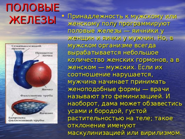 ПОЛОВЫЕ ЖЕЛЕЗЫ   Принадлежность к мужскому или женскому полу программируют половые железы — яичники у женщин и яички у мужчин. Но, в мужском организме всегда вырабатывается небольшое количество женских гормонов, а в женском — мужских. Если их соотношение нарушается, мужчина начинает принимать женоподобные формы — врачи называют это феминизацией. И наоборот, дама может обзавестись усами и бородой, густой растительностью на теле; такое отклонение именуют маскулинизацией или вирилизмом.  