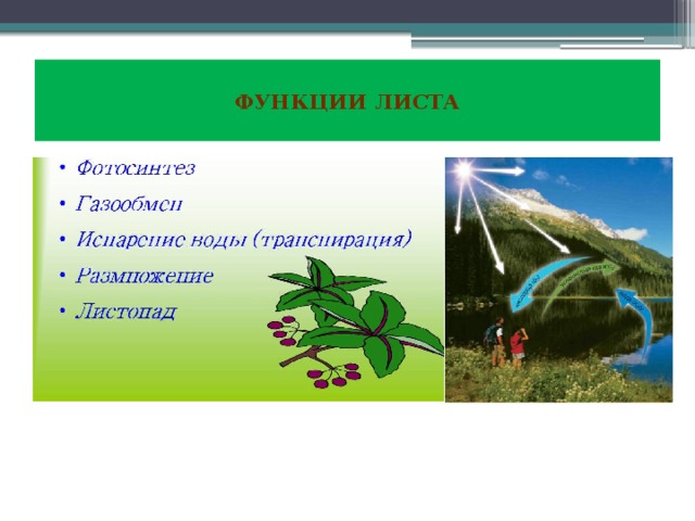  функции листа   