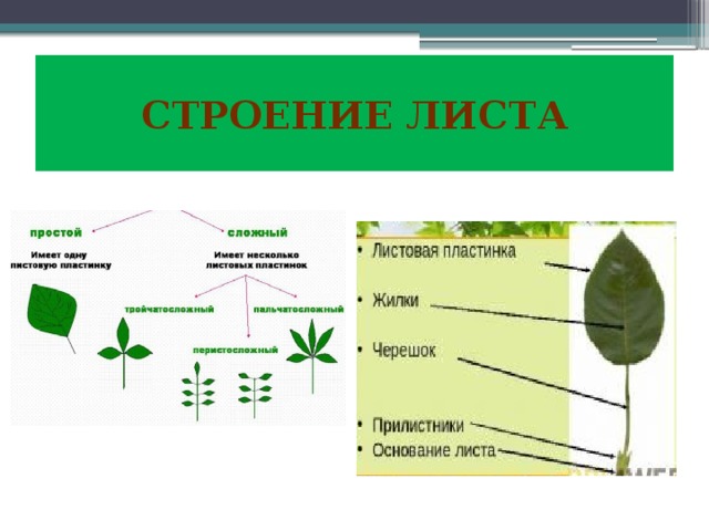  Строение листа   