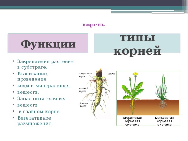  корень   Функции типы корней Закрепление растения в субстрате. Всасывание, проведение воды и минеральных веществ. Запас питательных веществ  в главном корне. Вегетативное размножение. 