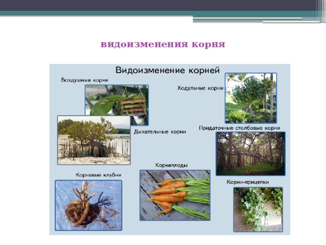  видоизменения корня   