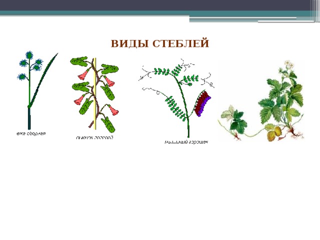  ВИДЫ СТЕБЛЕЙ   