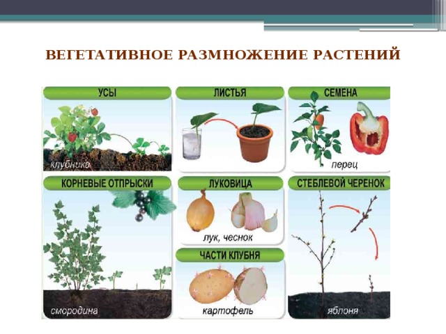  вегетативное размножение растений   
