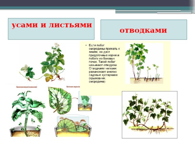 усами и листьями отводками  