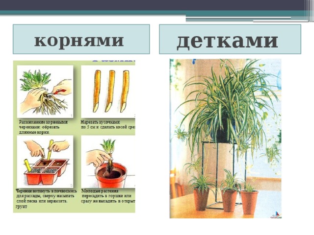 корнями детками 