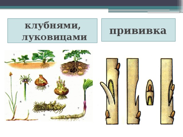 клубнями, прививка   луковицами  
