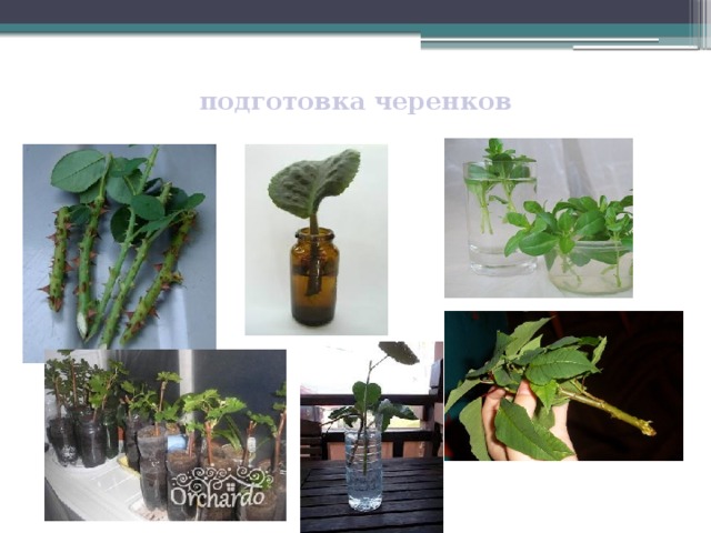  подготовка черенков   