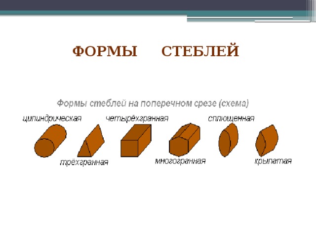  Формы стеблей   