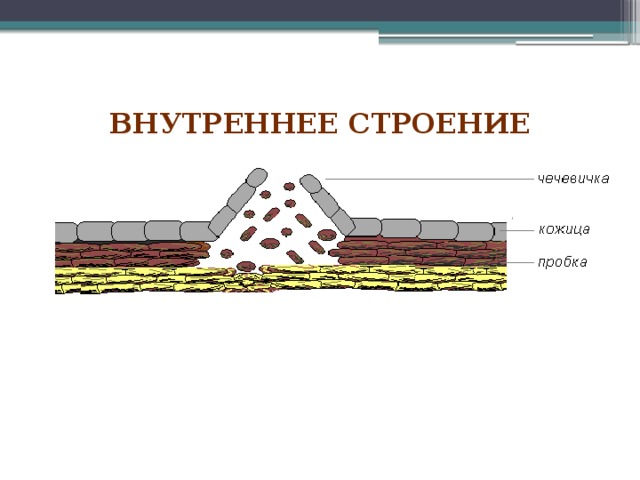  внутреннее строение   