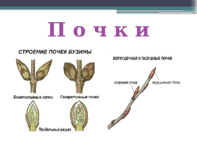 П о ч к и  