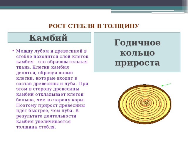  Рост стебля в толщину   Камбий Годичное кольцо прироста Между лубом и древесиной в стебле находится слой клеток камбия - это образовательная ткань. Клетки камбия делятся, образуя новые клетки, которые входят в состав древесины и луба. При этом в сторону древесины камбий откладывает клеток больше, чем в сторону коры. Поэтому прирост древесины идёт быстрее, чем луба. В результате деятельности камбия увеличивается толщина стебля. 