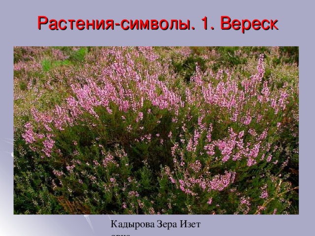 Растения-символы. 1. Вереск 