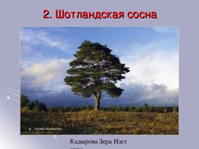 2. Шотландская сосна 