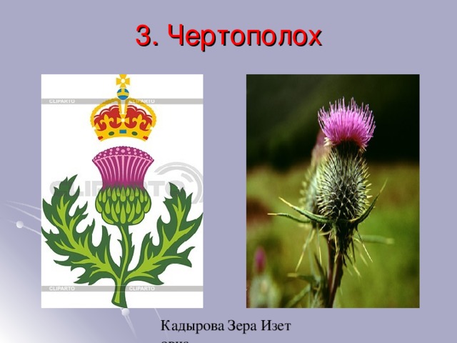 3. Чертополох 