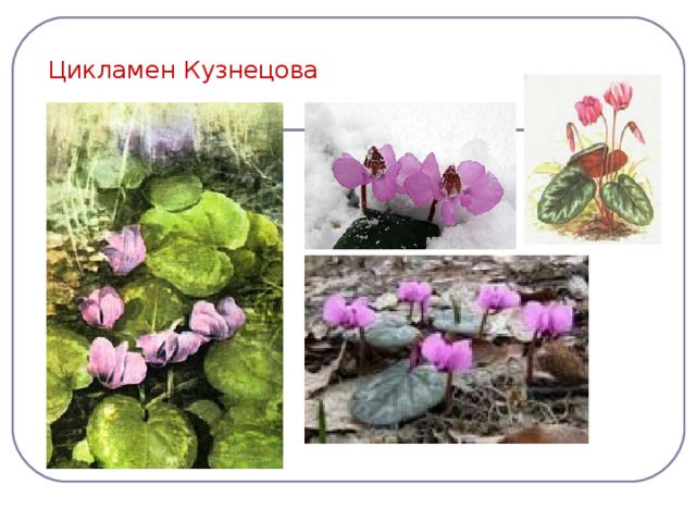 Цикламен Кузнецова 