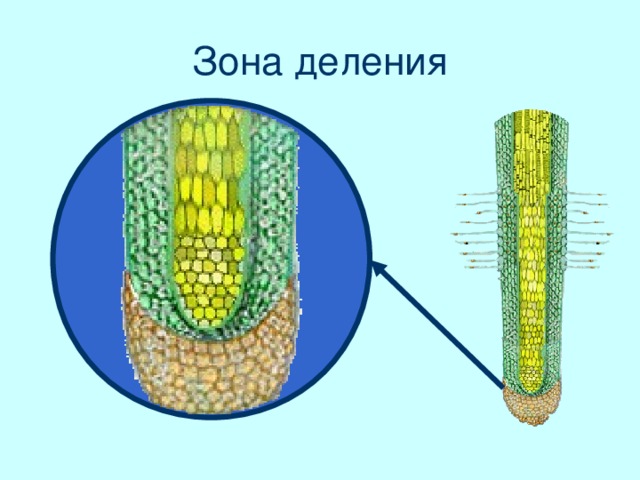 Зона деления Все клетки в зоне деления живые. Они очень мелкие, заполнены цитоплазмой и имеют ядра.
