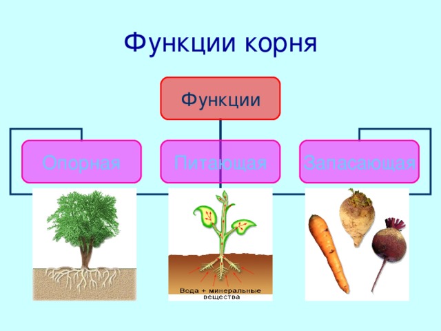 Функции корня Функции Опорная Питающая Запасающая  Опорная. Любое растение удерживается в почве благодаря хорошо разветвленным корням.  Питающая. С помощью корней растения получают воду и минеральные соли.  Запасающая. В корнях многих растений откладываются про запас питательные вещества.