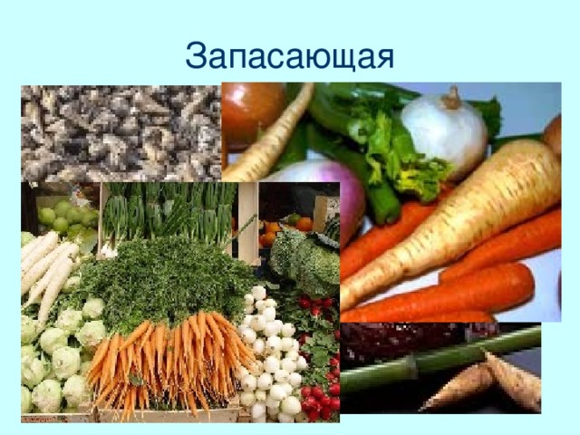Запасающая  В клетках самих корней также образуется много веществ, необходимых растению. Таким образом, корни часто являются своеобразной подземной кладовой.