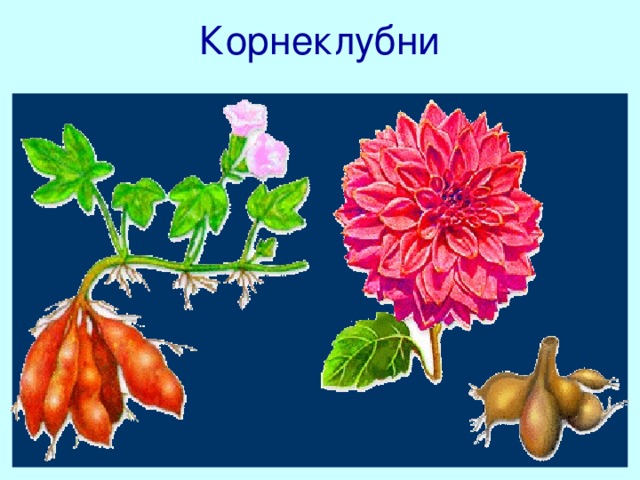 Корнеклубни У некоторых растений утолщаются не главные, а боковые или придаточные корни. В этих случаях развиваются не корнеплоды, а корневые клубни. Клубни есть у красавца георгина, расцветающего в конце лета. Есть они и у батата – растения, выращиваемого в тропических и субтропических странах. Люди называют батат сладким картофелем и используют в пищу его запеченные клубни. На печеную картошку они не слишком похожи, но зато очень вкусны!