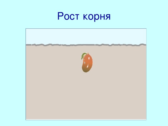 Рост корня