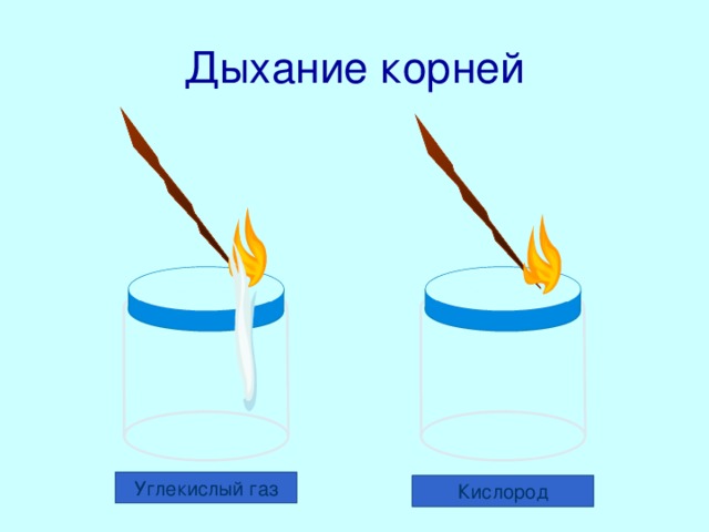 Дыхание корней Мы с тобой хорошо знаем, что при дыхании не только поглощается кислород, но и выделяется углекислый газ. Давай-ка и это проверим!  Возьмем две банки. Одна наполнена кислородом. Вторая – с углекислым газом. Теперь возьмем две лучинки и зажжем их. Откроем крышки и опустим лучинки в банки. Мы видим, что огонь горит, если в воздухе достаточно кислорода, и гаснет при избытке углекислого газа. Углекислый газ Кислород