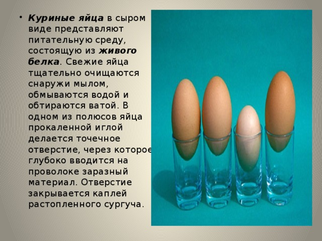 Куриные яйца в сыром виде представляют питательную среду, состоящую из живого белка . Свежие яйца тщательно очищаются снаружи мылом, обмываются водой и обтираются ватой. В одном из полюсов яйца прокаленной иглой делается точечное отверстие, через которое глубоко вводится на проволоке заразный материал. Отверстие закрывается каплей растопленного сургуча. 