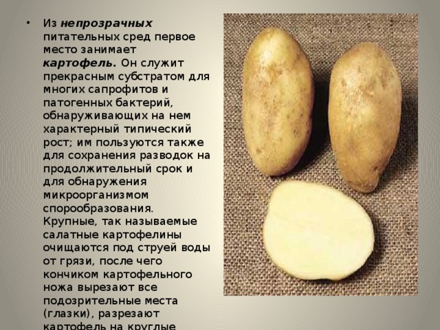 Из непрозрачных питательных сред первое место занимает картофель. Он служит прекрасным субстратом для многих сапрофитов и патогенных бактерий, обнаруживающих на нем характерный типический рост; им пользуются также для сохранения разводок на продолжительный срок и для обнаружения микроорганизмом спорообразования. Крупные, так называемые салатные картофелины очищаются под струей воды от грязи, после чего кончиком картофельного ножа вырезают все подозрительные места (глазки), разрезают картофель на круглые пластинки, кладут их в маленькие двойные чашки и стерилизуют. 