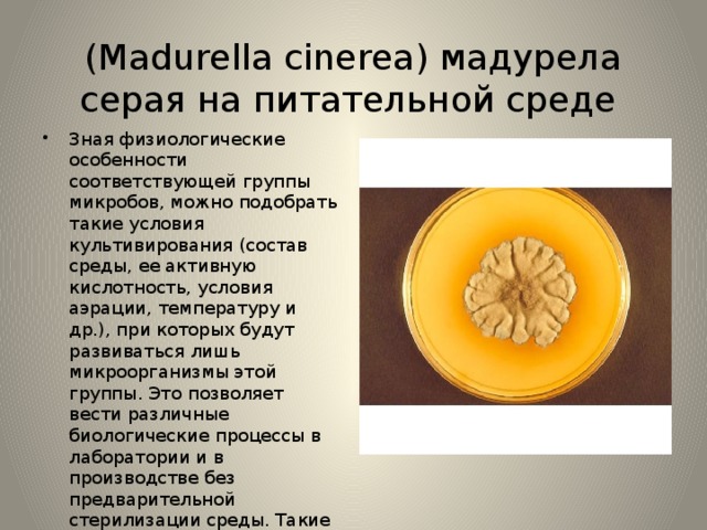 (Madurella cinerea) мадурела серая на питательной среде Зная физиологические особенности соответствующей группы микробов, можно подобрать такие условия культивирования (состав среды, ее активную кислотность, условия аэрации, температуру и др.), при которых будут развиваться лишь микроорганизмы этой группы. Это позволяет вести различные биологические процессы в лаборатории и в производстве без предварительной стерилизации среды. Такие среды применяются главным образом для выделения микроорганизмов из мест их естественного обитания, для получения накопительных культур. 
