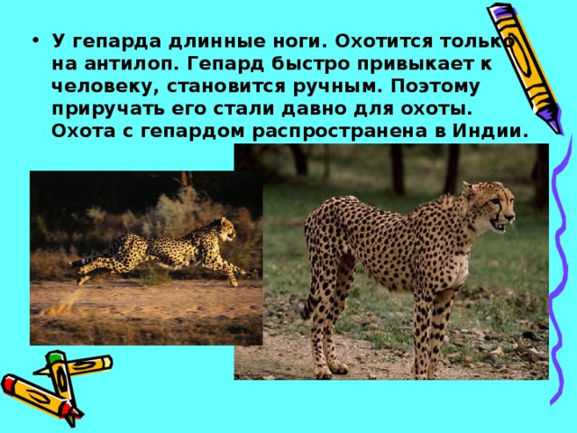 У гепарда длинные ноги. Охотится только на антилоп. Гепард быстро привыкает к человеку, становится ручным. Поэтому приручать его стали давно для охоты. Охота с гепардом распространена в Индии.  