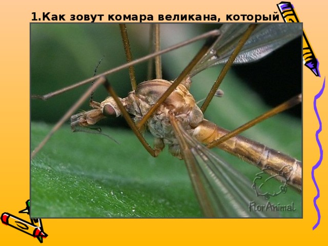 Как зовут комара великана, который видом устрашает, но кровь не пьет и совершенно безвредный. Спасаясь от врагов, комар оставляет ноги, подобно тому, как ящерица отбрасывает хвост. Назовите комара.   2 * 5 - 8  + 6  Малярийный – 9 Комар – пискун – 40 Долгоножка – 8  
