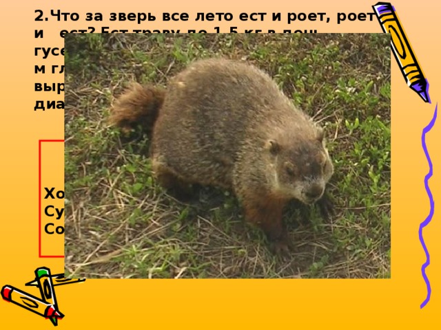 2.Что за зверь все лето ест и роет, роет и ест? Ест траву до 1,5 кг в день, гусениц, жуков, улиток. Роет нору до 7 м глубиной, а на поверхности вырастают земляные холмы до 18 м в диаметре, высотой около 1 м?   2 * 4 - 5 + 6  Хомяк – 11 Сурок – 9 Соня – 13  
