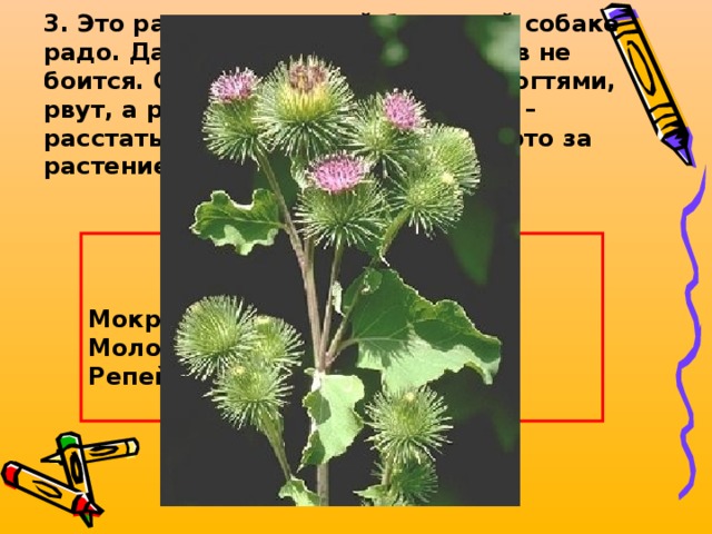 3. Это растение каждой бродячей собаке радо. Даже лис, медведей, волков не боится. Они дерут его клыками, когтями, рвут, а растение за них цепляется – расстаться м ними не может. Что это за растение?    8  * 1 + 2 - 9  Мокрица – 3 Молодило – 2 Репейник – 1  
