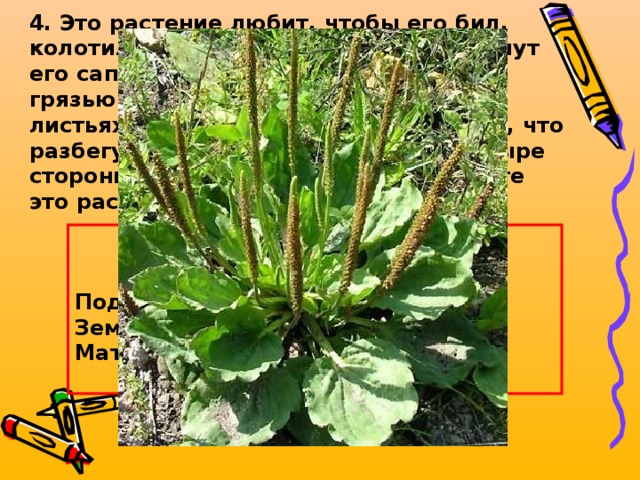 4. Это растение любит, чтобы его бил, колотили, топал по нему, кусали. Топчут его сапогами, копытами, лапами – с грязью смешивают, аж прожилки на листьях, а оно только радуется. Знает, что разбегутся на чужих ногах на все четыре стороны его безногие семена. Назовите это растение   3 * 3 + 1 - 8  Подорожник – 2 Земляника – 10 Мать – и – мачеха - 8  