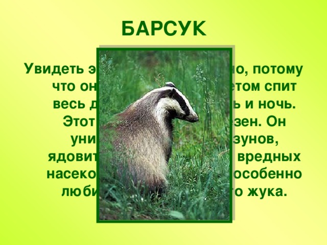БАРСУК Увидеть этого зверька трудно, потому что он любит поспать. Летом спит весь день, а зимой - день и ночь. Этот зверёк очень полезен. Он уничтожает много грызунов, ядовитых змей, слизней, вредных насекомых и их личинки, особенно любит личинки майского жука. 