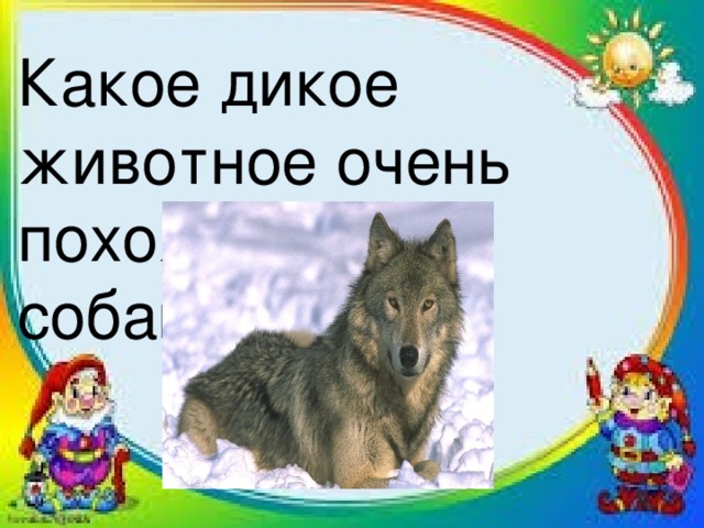 Какое дикое животное очень похоже на собаку? 