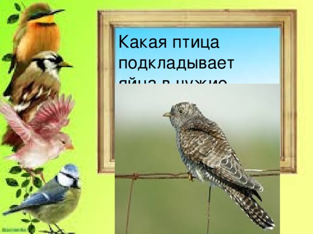 Какая птица подкладывает яйца в чужие гнёзда? 