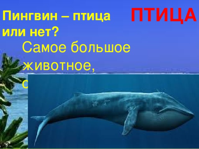 ПТИЦА Пингвин – птица или нет? Самое большое животное, обитающее в море? 