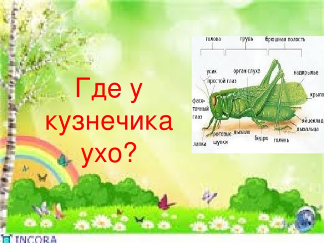 Где у кузнечика ухо? 