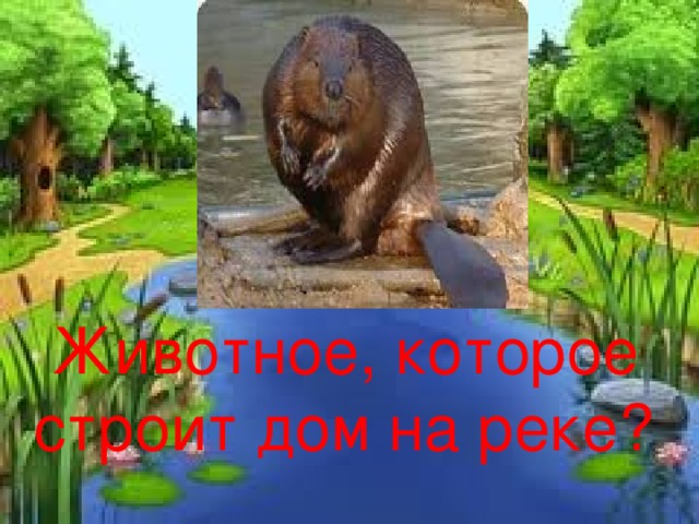 Животное, которое строит дом на реке? 