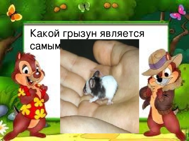 Какой грызун является самым мелким? 