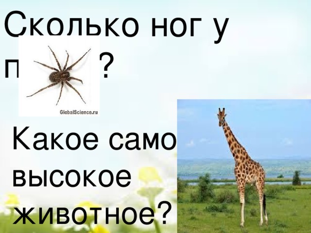 Сколько ног у паука? Какое самое высокое животное? 