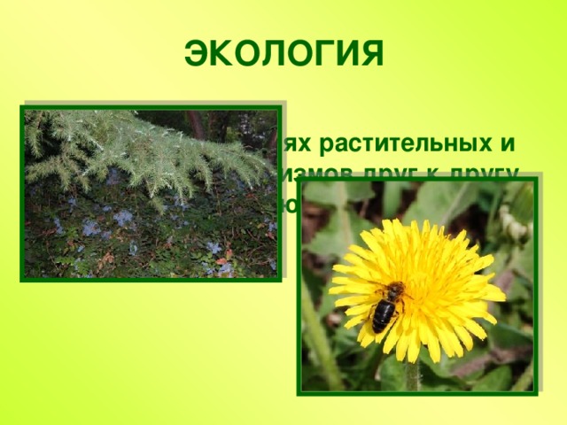 ЭКОЛОГИЯ Наука об отношениях растительных и животных организмов друг к другу и к окружающей среде. 