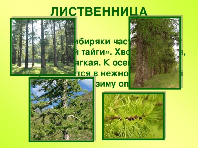 ЛИСТВЕННИЦА   Это дерево сибиряки часто величают «Королевой тайги». Хвоя его густая, но мягкая. К осени она окрашивается в нежно-золотистый цвет и на зиму опадает. 