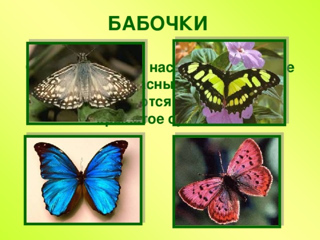 БАБОЧКИ   Самые красивые насекомые. Хрупкие и прекрасные создания, превращаются из гусеницы в крылатое существо.  