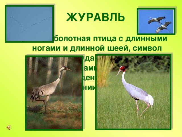 ЖУРАВЛЬ Большая болотная птица с длинными ногами и длинной шеей, символ надежды и удачи. Вдохновляет людей на самые прекрасные произведения искусства на протяжении долгих веков.  
