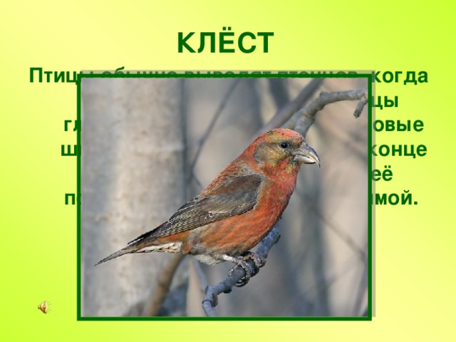 КЛЁСТ Птицы обычно выводят птенцов, когда у них много еды. У этой птицы главная пища – еловые и сосновые шишки, которые созревают в конце года. Поэтому и птенцы у неё появляются осенью и даже зимой. 