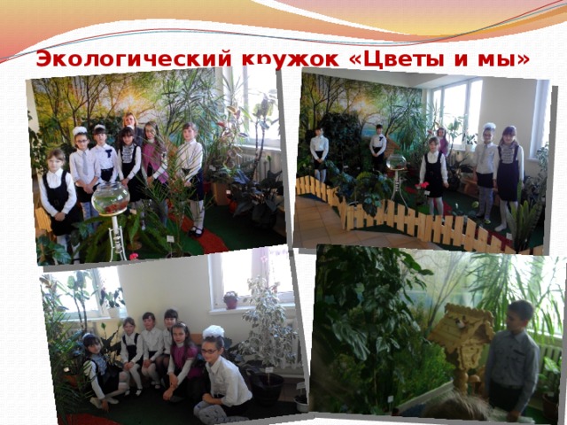 Экологический кружок «Цветы и мы» 