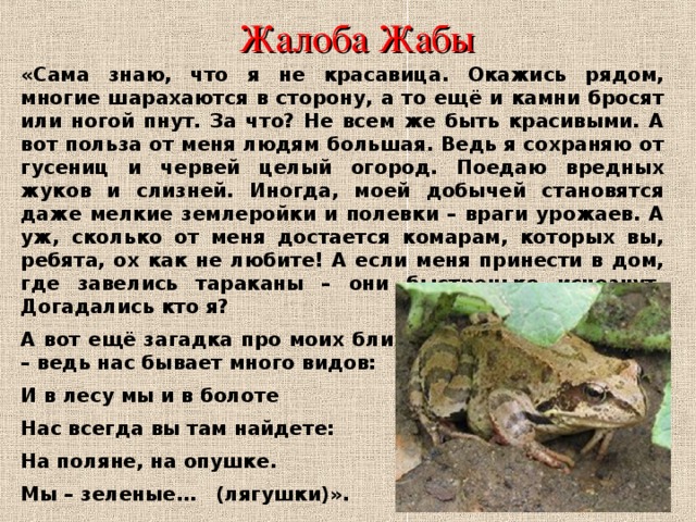 Жалоба  Жабы «Сама знаю, что я не красавица. Окажись рядом, многие шарахаются в сторону, а то ещё и камни бросят или ногой пнут. За что? Не всем же быть красивыми. А вот польза от меня людям большая. Ведь я сохраняю от гусениц и червей целый огород. Поедаю вредных жуков и слизней. Иногда, моей добычей становятся даже мелкие землеройки и полевки – враги урожаев. А уж, сколько от меня достается комарам, которых вы, ребята, ох как не любите! А если меня принести в дом, где завелись тараканы – они быстренько исчезнут. Догадались кто я? А вот ещё загадка про моих ближайших родственников – ведь нас бывает много видов: И в лесу мы и в болоте Нас всегда вы там найдете: На поляне, на опушке. Мы – зеленые…   (лягушки)». 